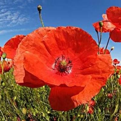 NG28下载地址官网